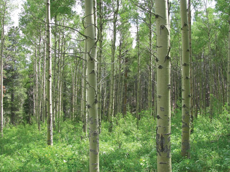 Property photo 26 - Get Lost in the Pristine Northern Colorado Rockies - Prime Building Sites